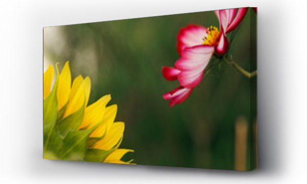 Wizualizacja Obrazu : #474002440 View of pink cosmos flower and sunflower