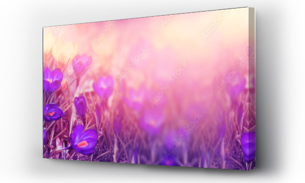 Kwiaty, wiosna, łąka, Łąka kwiaty