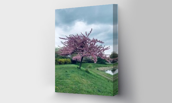 Wizualizacja Obrazu : #476970444 Fioletowe drzewo, kwitn?ce drzewo wiosn? kwitn?ca wi?nia