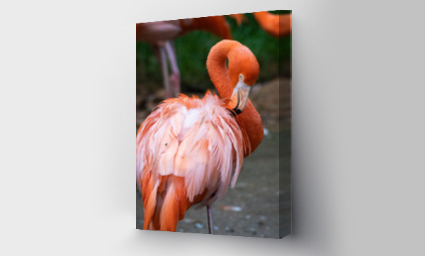 Wizualizacja Obrazu : #477099789 Portrait of a flamingo cleaning itself 