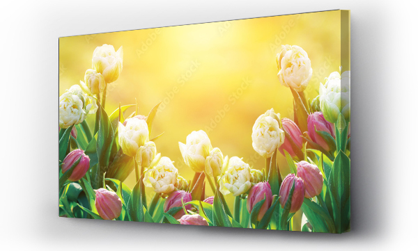 Kwiat żółty, Kwiaty, Kwiaty wiosenne, Tulipany, żółty kwiat