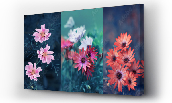 Wizualizacja Obrazu : #478540251 kwiaty, kola?, kolory natury