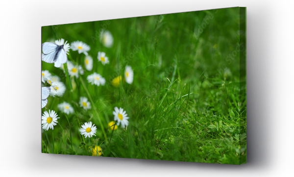 Kwiaty, Stokrotki, trawa, wiosna, łąka, Łąka kwiaty