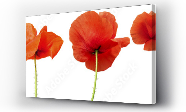 blask, Kwiaty, mak, Maki, pejzaż, światło, wiatr, łąka, Łąka kwiaty