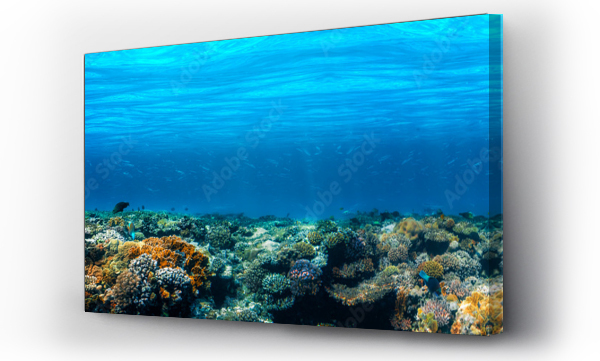 Panorama, Rafa, Rafa koralowa