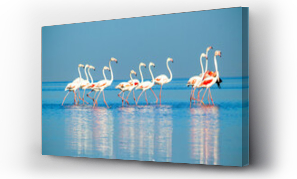 Wizualizacja Obrazu : #480666938 Group birds of pink african flamingos  walking around the blue lagoon on a sunny day