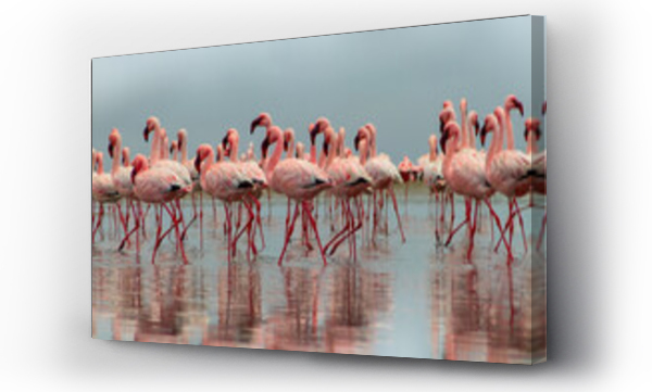 Wizualizacja Obrazu : #480667266 Wild african birds. Group of African red flamingo birds and their reflection on clear water. Walvis bay, Namibia, Africa