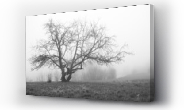 Wizualizacja Obrazu : #481358647 Drzewo we mgle