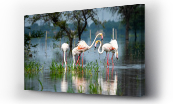 Wizualizacja Obrazu : #482648948 nature scenery or natural painting by Greater flamingo flock or flamingos family during winter migration at Keoladeo National Park or Bharatpur bird sanctuary rajasthan india - Phoenicopterus roseus
