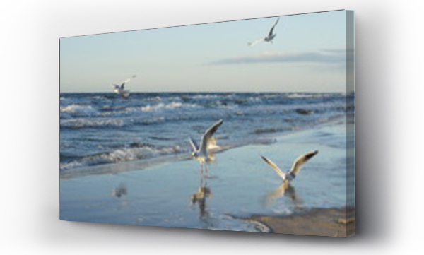 morze, plaża, ptaki, Woda ptaki