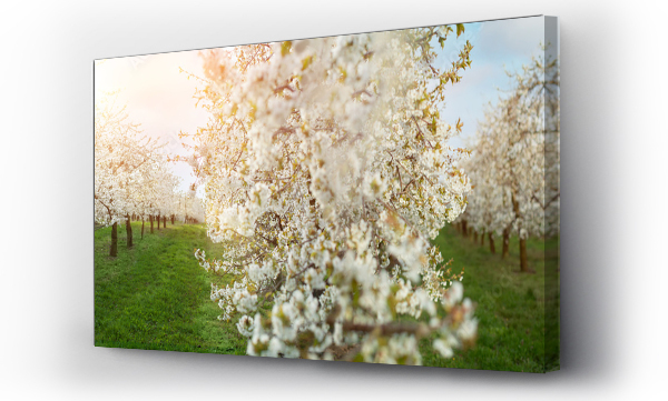 białe kwiaty, Kwiaty, Kwiaty białe