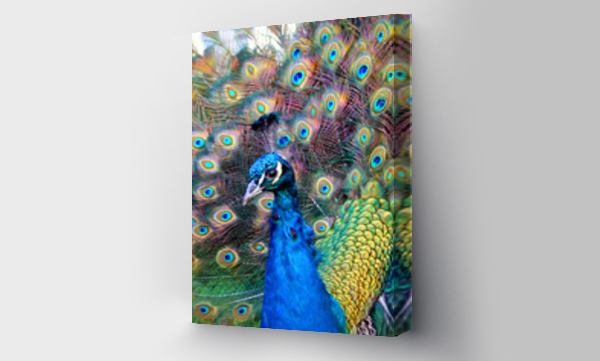 Kolorowy paw, zwierzęta