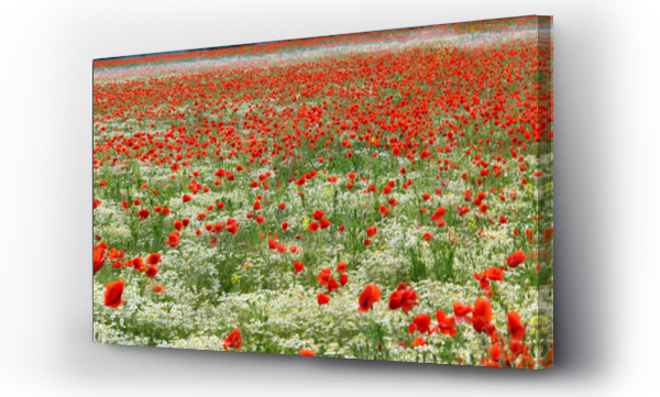 Wizualizacja Obrazu : #484997979 Pi?kne czerwone maki i chabry na tle zielonego pola na wsi.
