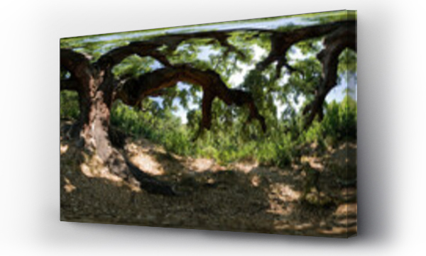 Wizualizacja Obrazu : #485408909 Cork oak forest in Las Medulas of Leon