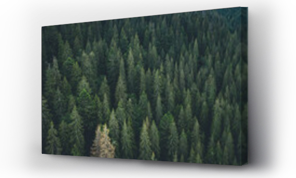 Wizualizacja Obrazu : #485859755 Panoramic view of evergreen pine wood from drone