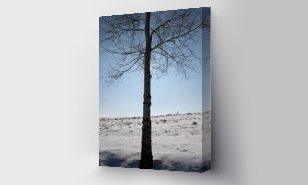 Wizualizacja Obrazu : #486120370 Samotne drzewo