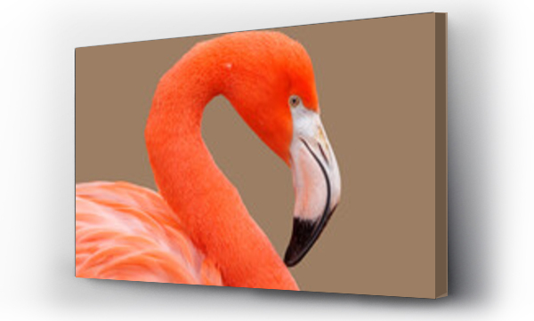 Wizualizacja Obrazu : #486348986 bright red American flamingo, close up