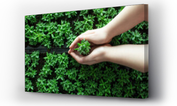 drzewo, Gospodarstwo rolne