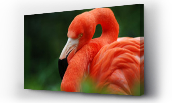 Wizualizacja Obrazu : #486508 flamingo