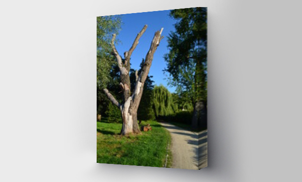 Wizualizacja Obrazu : #486730885 Zniszczone stare drzewo w parku