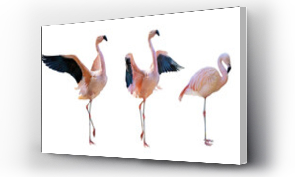 Wizualizacja Obrazu : #487026396 fine three flamingo group on white