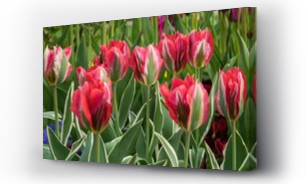 Wizualizacja Obrazu : #487543728 Wiosenne kwiaty tulipany w porannym s?o?cu