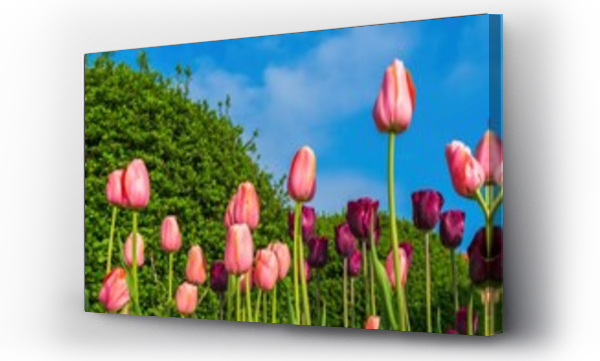 Wizualizacja Obrazu : #487543778 Wiosenne kwiaty tulipany w porannym s?o?cu