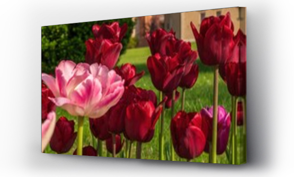 Wizualizacja Obrazu : #487543808 Wiosenne kwiaty tulipany w porannym s?o?cu
