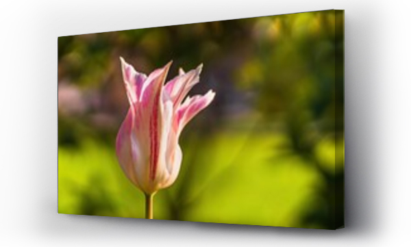 Wizualizacja Obrazu : #487543868 Wiosenne kwiaty tulipany w porannym s?o?cu