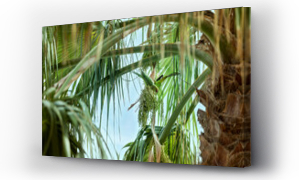 Wizualizacja Obrazu : #487724427 Zielona papuga, czyli aleksandretta obro?na na palmie zjada nasiona