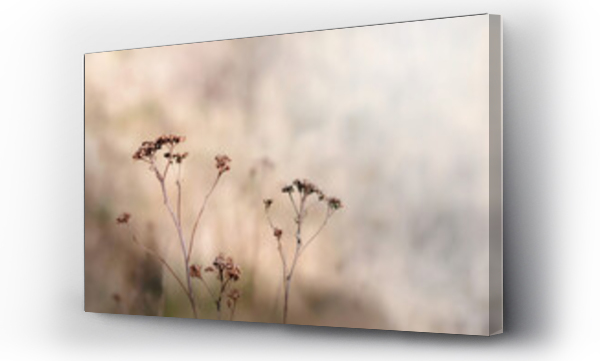 Kwiaty, łąka, Łąka kwiaty