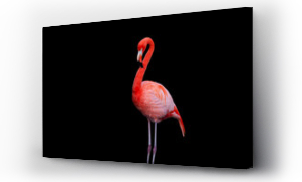 Wizualizacja Obrazu : #488628220 The American flamingo (Phoenicopterus ruber) is a large species of flamingo closely related to the greater flamingo and Chilean flamingo