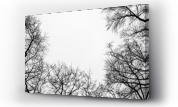Wizualizacja Obrazu : #488644853 Konary drzew zim? na tle nieba czarno bia?e
