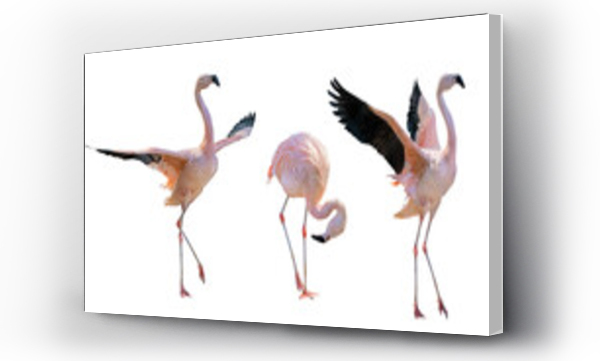 Wizualizacja Obrazu : #488658165 pink three flamingo group on white