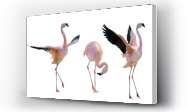 flamingi