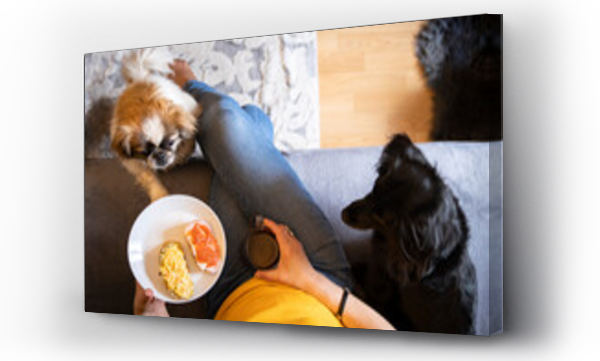 Wizualizacja Obrazu : #488891368 Dwa psy zagl?daj? swojej w?a?cicielce w talerz z kanapkami 