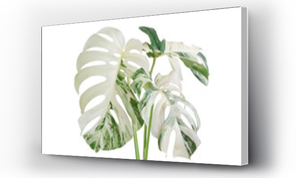 Wizualizacja Obrazu : #488955680 Variegated Monstera Plant Isolated on White Background with Clip