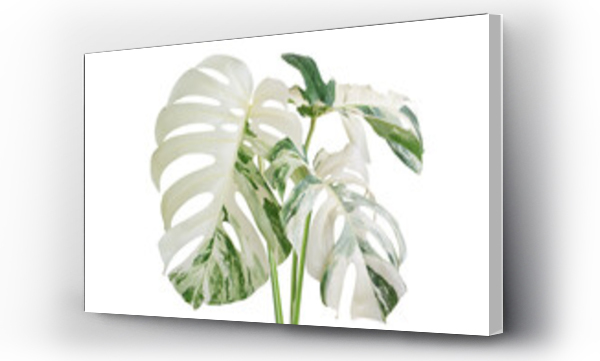 monstera