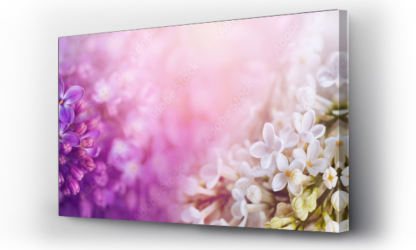 beż, bzy, Kwiaty, Kwiaty białe