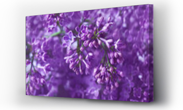 Wizualizacja Obrazu : #489673186 fioletowe kwiaty bzu kwitn? w ogrodzie