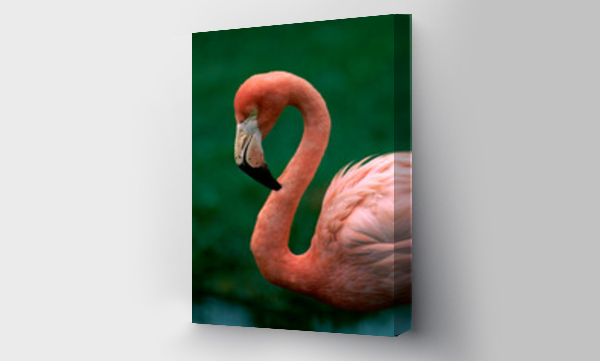 Wizualizacja Obrazu : #490379203 Close-up of a flamingo