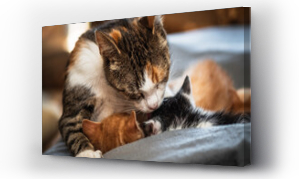 Wizualizacja Obrazu : #490916161 kot i kotki