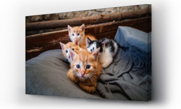 Wizualizacja Obrazu : #490916167 kot i kotki