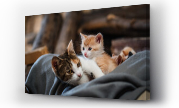 Wizualizacja Obrazu : #490916180 kot i kotki