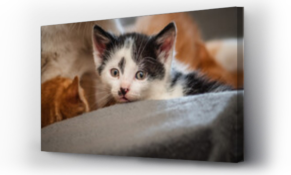 Wizualizacja Obrazu : #490916181 kot i kotki