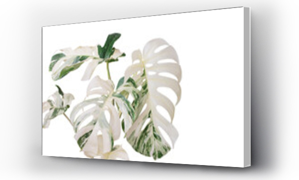 Wizualizacja Obrazu : #490930265 Variegated Monstera Plant Isolated on White Background with Clip