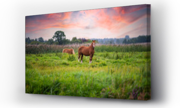 koń, Konie, zwierzęta, Zwierzęta dzikie