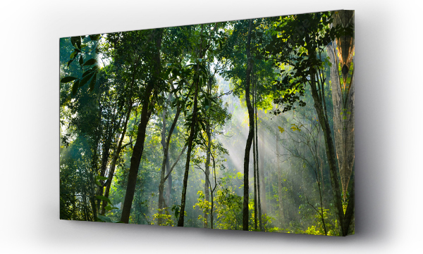 azja, las, natura, Panorama