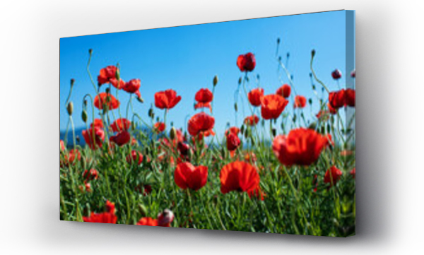 Krajobrazy, Kwiaty, Maki, Łąka kwiaty