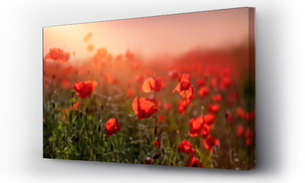 Krajobrazy, Pole Maków, łąka, Łąka kwiaty